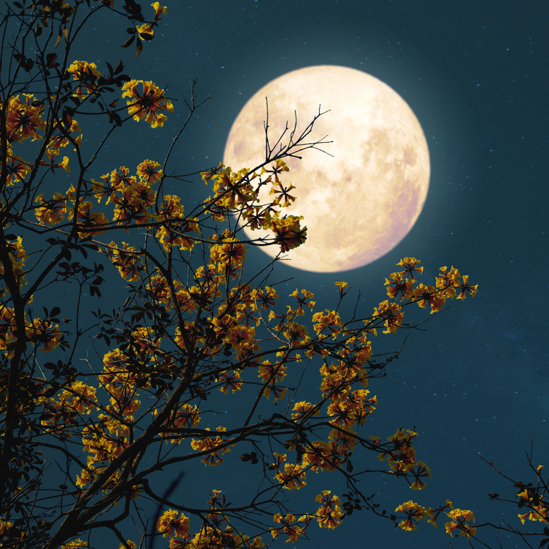 Mattresses with Hygiene Properties: The Rise of Antibacterial, Antifungal & Antimicrobial Sleep Technology