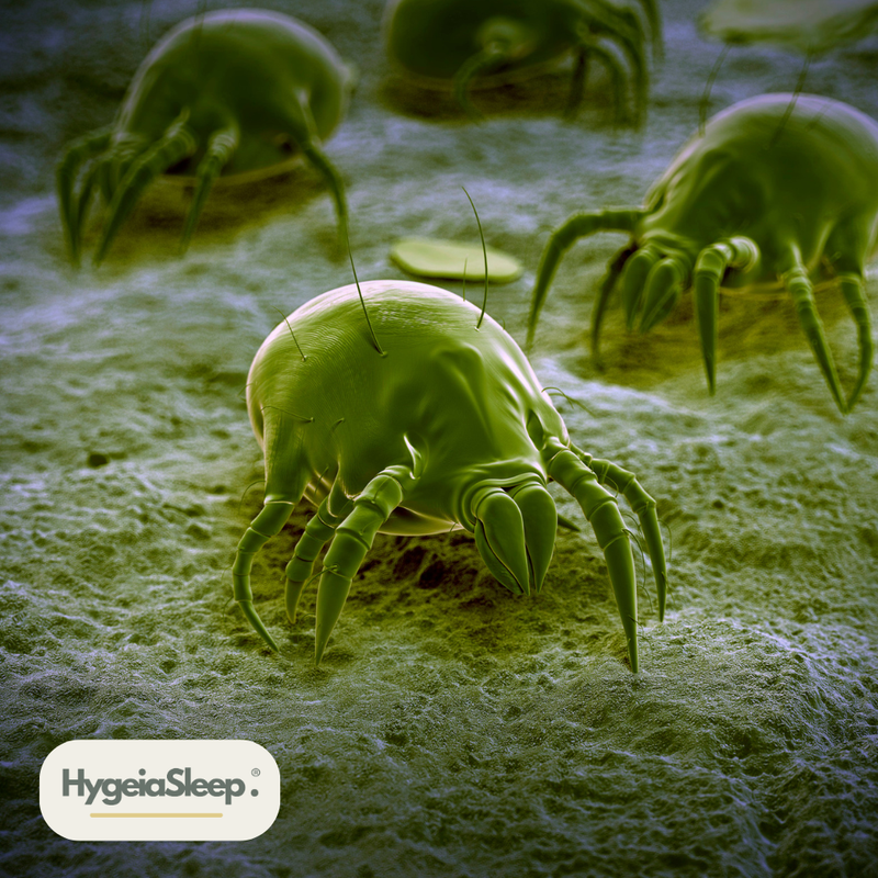 The Complete Guide to Dust Mite Vacuums