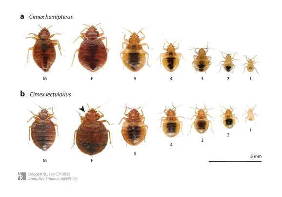 The Paris Bed Bug Pandemic: A Warning the World Can’t Ignore